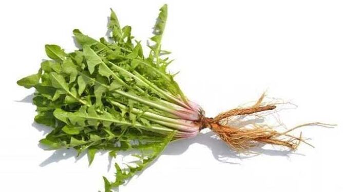 Raiz de dente de leão em NEOflorax