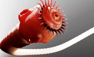 O que os parasitas podem viver no corpo humano